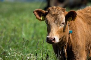 Ūkininkė paskaičiavo: pirkti karvę pigiau nei užsiauginti