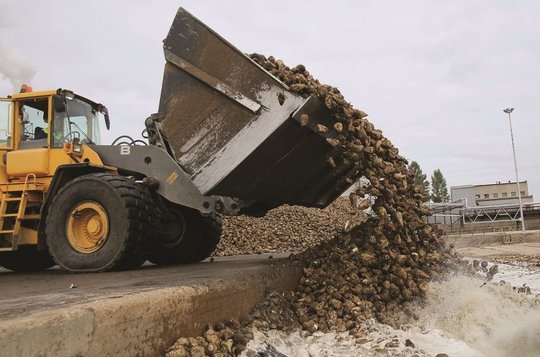 Fabrike Kėdainiuose – pirmosios ekologiško cukraus tonos
