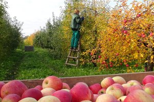 Kaip obuolius paženklinti „Kokybe“?