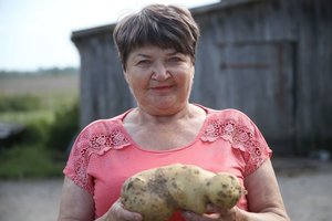 Dotnuvietės darže – įspūdingo dydžio bulvė