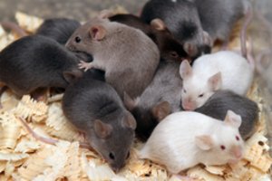 Žiurkėnų priežiūros ypatumai: 3 svarbiausi elementai