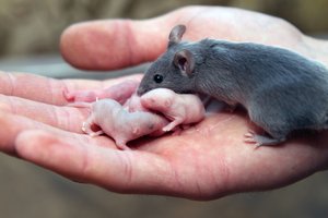 Renkatės žiurkėną? Sužinokite, kokios rūšys populiariausios