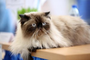 Dažniausios kačių ligos: dėl ko reiktų sunerimti