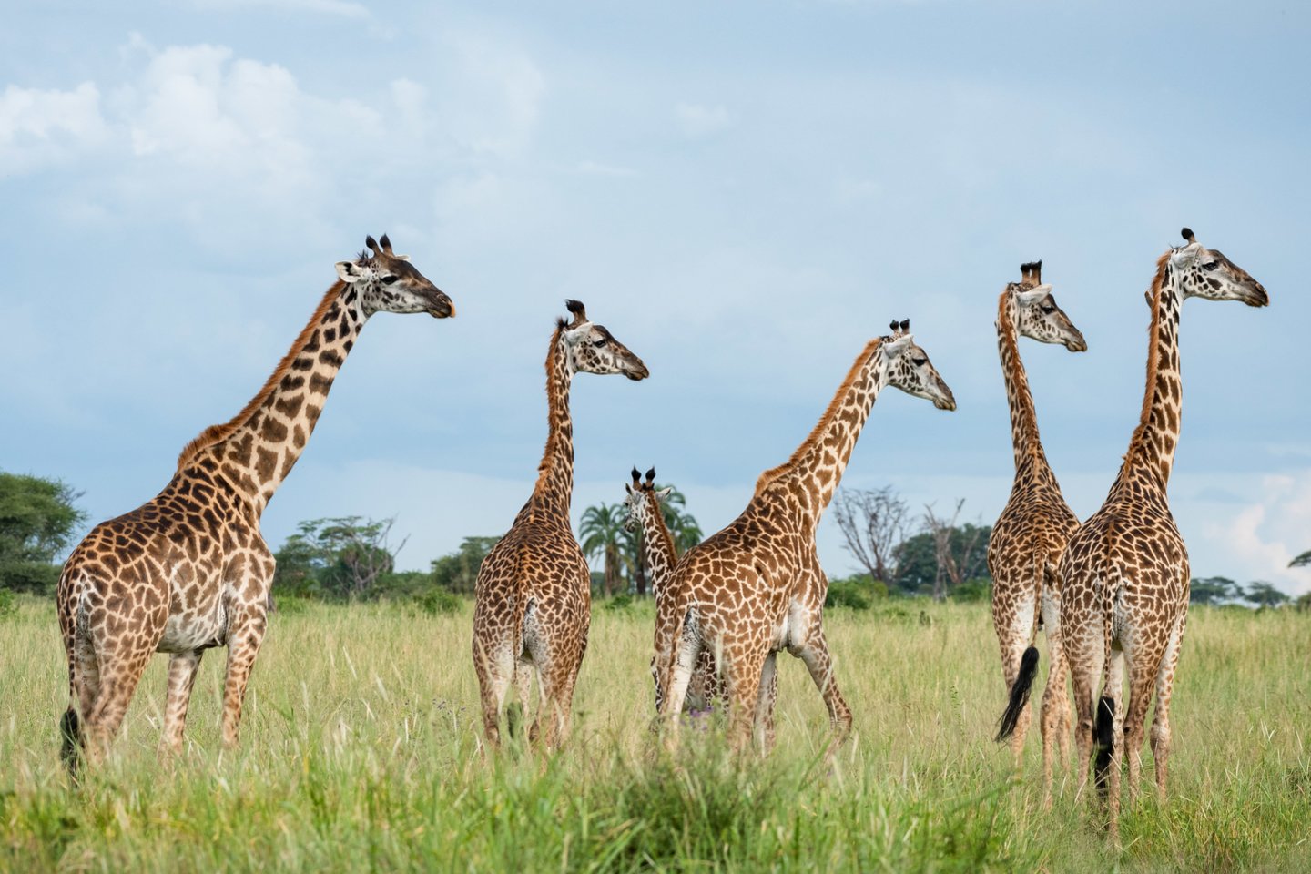  Ant žirafos liežuvio yra tamsaus pigmento melanino. Kam šio pigmento reikia Afrikos gyvūnui – iki galo neaišku.<br> Scanpix nuotr.