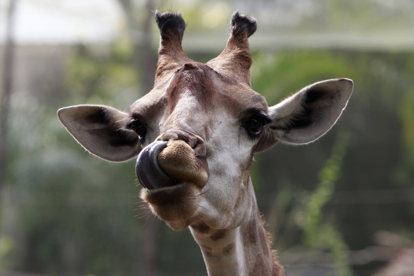  Ant žirafos liežuvio yra tamsaus pigmento melanino. Kam šio pigmento reikia Afrikos gyvūnui – iki galo neaišku.<br> Scanpix nuotr.