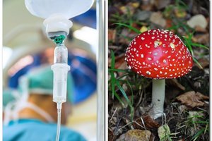 Ar apsinuodijus grybais gresia liūdna baigtis, įspėja vienas požymis