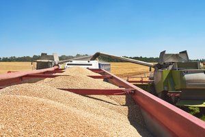 Grūdų eksportas rugpjūtį išaugo šešis kartus