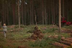 Laida „Patriotai“ išsiaiškino, kada pradėta kirsti Labanoro giria