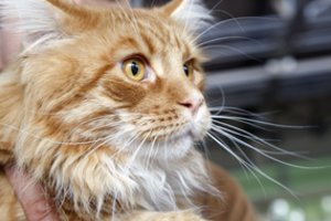 15 įdomių faktų apie kates