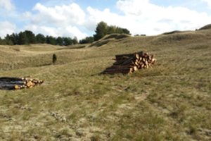 Kuršių nerijos nacionaliniame parke tvarkomi miškai