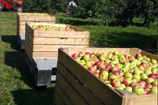 Kuo kokybiški lietuviški obuoliai skiriasi nuo atvežtinių?