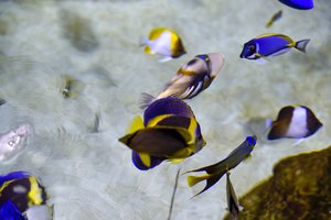 Ruošiatės įsigyti akvariumą? Sužinokite, kokios žuvytės populiariausios