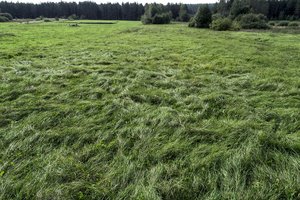 NMA baigė tikrinti pasėlius, pažeidimai – nedideli