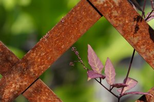 Dekoratyvinių augalų paruošimas žiemai: ko svarbu nepamiršti