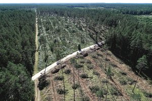 Kieno ausys kyšo triukšmingoje kovoje dėl Labanoro girios