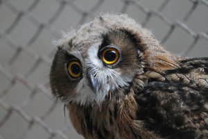 Į laisvę paleistas Lietuvos zoologijos sode užaugintas apuokas