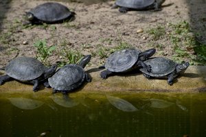 Itin retiems gyvūnams paruošta speciali vieta Dzūkijoje