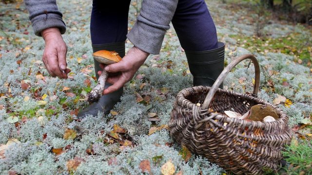 Grybautojai nusiminę – tenka laidoti vos prasidėjusį miško gėrybių sezoną
