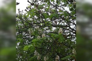 Gamtos pokštas Kėdainiuose: rudenį pražydo kaštonas