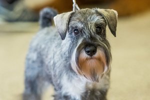 Konservuoto maisto nauda šunų organizmui