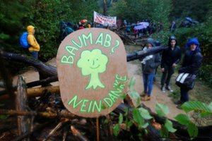 Energetikos milžinei – Vokietijos valdžios smūgis: uždraudė kirsti sengirę