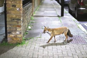 Miestuose įsikūrę gyvūnai glumina žmones