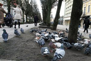 Burkuojantiems sparnuočiams – mirtinos kauniečių vaišės