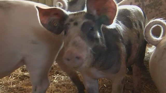 Belgijoje siaučia afrikinis kiaulių maras – dalis šalių uždraudė kiaulienos importą