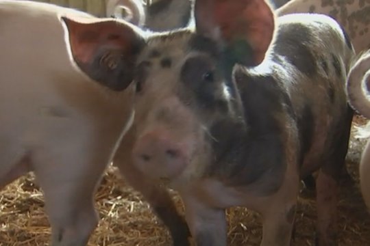 Belgijoje siaučia afrikinis kiaulių maras – dalis šalių uždraudė kiaulienos importą