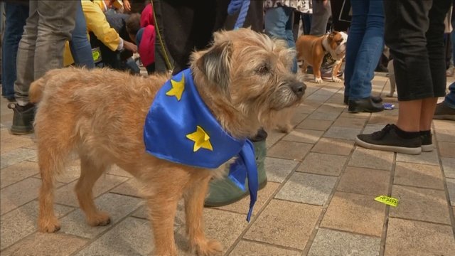 Britų šunys nori likti ES — Londone surengtas „Au-ferendumas“