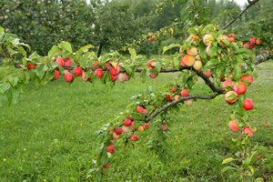 Ruošiame vaismedžius žiemai: 4 pagrindinės taisyklės
