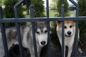 Triukšmo reikalavimai šunų savininkams kol kas nesugriežtinti