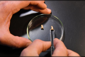 Radinys Lenkijoje perrašo žmonijos istoriją Rytų Europoje