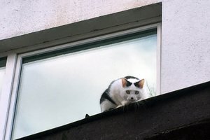 Į kiemą atklydus katei moters prašymo tarnybos nepateisino