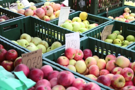 Turguose – lietuviški kokybiški obuoliai