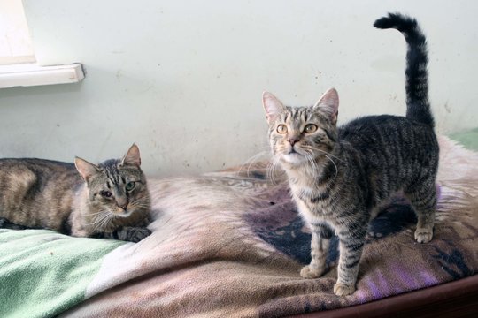 Ugniagesiai iš automobilių variklių skyrių išgelbėjo du katinus