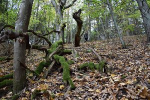 Kertinėse miško buveinėse – gamtos lobiai