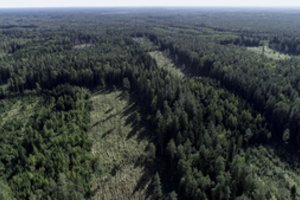 Valstybinių miškų urėdija medienos pardavė dešimtadaliu mažiau
