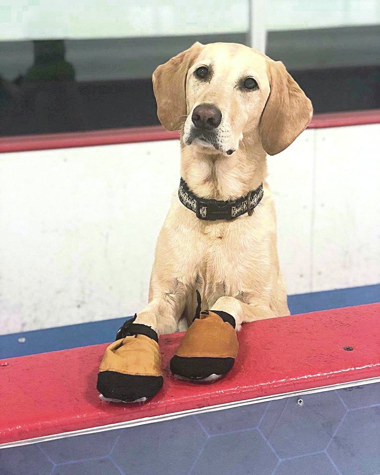 Buvusi čiuožimo trenerė Ch.Del Sangro kartą per dvi savaites vedasi šunį į uždarą čiuožyklą ir ten jam padeda tobulinti judesius.