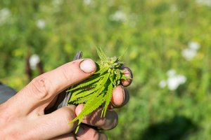 Seimas balsuos dėl medikamentų su kanapėmis įteisinimo