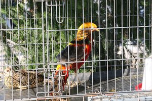 Suvalkijoje – ypatingas statinys ypatingiems gyventojams