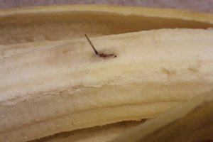 Pasiekė ir Lietuvą: šiaulietę pašiurpino radinys banane 