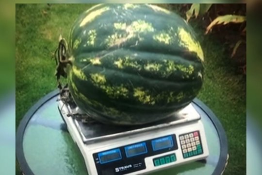 Josvainiuose užaugo arbūzas milžinas: taikosi į Lietuvos rekordą