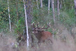 Kvapą gniaužiantis vaizdas: užfiksavo riaumojančius Lietuvos miškų karalius