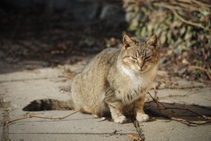 Kuršių nerijos gyventoja laimėjo neįprastą konkursą, kuris patiktų kačių mylėtojams