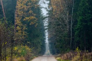 Miškininkai perspėja: po šių atvejų iškart kvies policiją