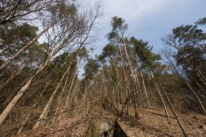 Valstybinių miškų valdyme parlamentaras V. Rinkevičius pasigedo viešumo