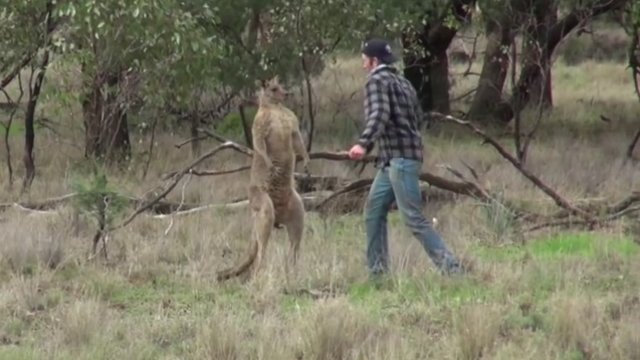 Pagalba gyvūnui vos nesibaigė tragedija – pikta kengūra sumušė vyrą ir žmoną