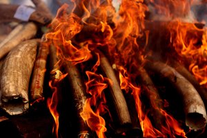 Ugnyje supleškėjo milijonų vertės nelegalus turtas