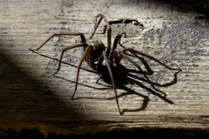 Kaune pareigūnai iš prekeivio konfiskavo vorus